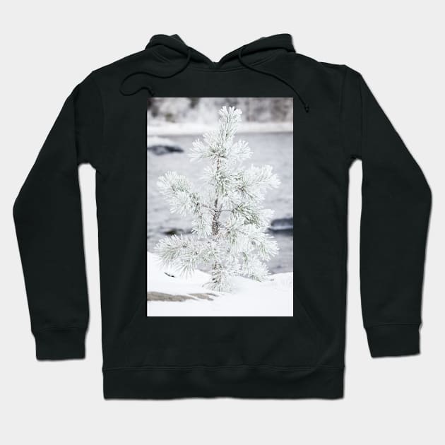 Small tree covered in snow Hoodie by Juhku